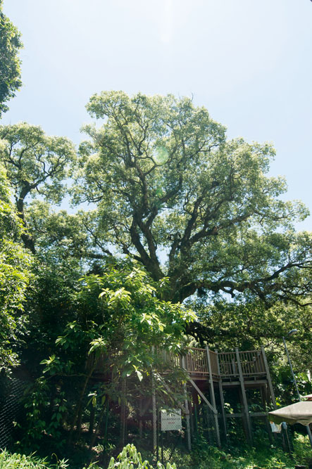 社山村風水林的大樟樹已有四百多歲，是香港樹冠之王及樹胸徑粗之王。