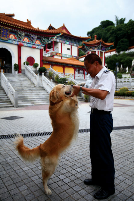 身形龐大的金毛尋回犬「毛毛」由於性情溫馴可親，予人感覺如同西方寺的親善大使，廣受遊人愛戴。
