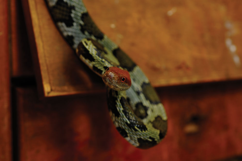 蛇王協是坊間少有仍賣活蛇的店鋪，一條條的蛇在蛇櫃內昂首吐舌。