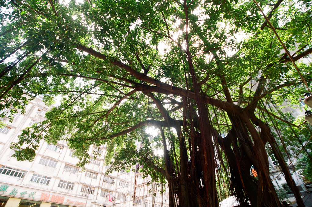 裕民坊公園仔的老榕樹。