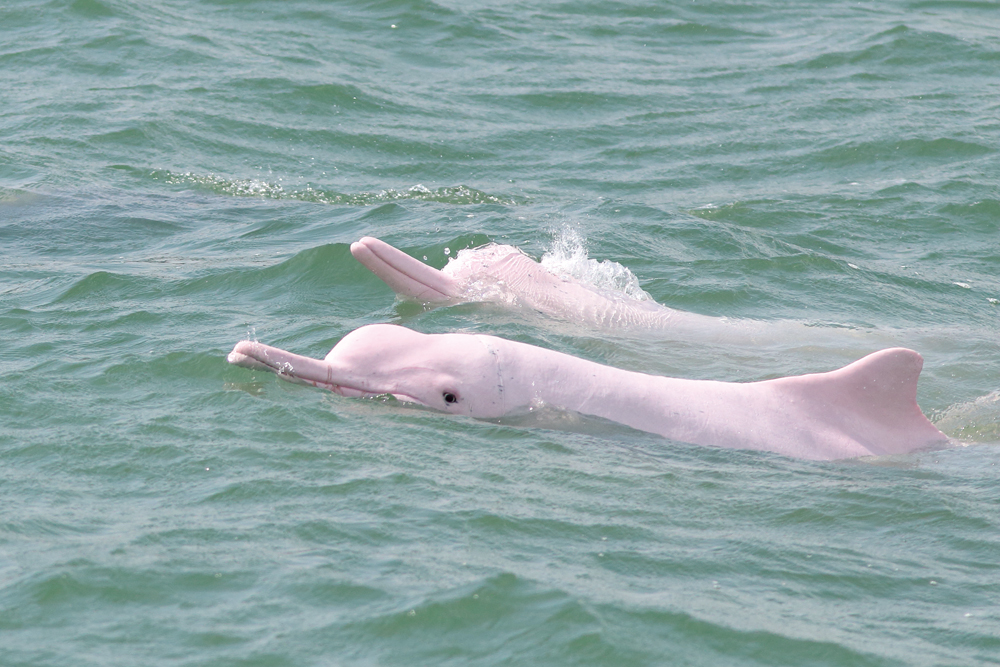 本港海域中華白海豚數量已日漸減少。