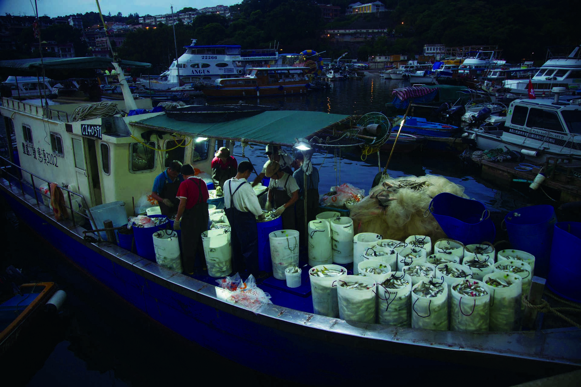 天未光漁船已作業完畢停泊漁市場前揀魚分類，待漁統處一開工便將魚穫上磅販賣。