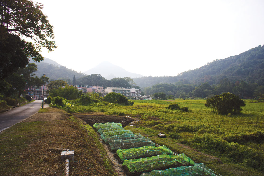 鶴藪村靠山環水，擁有優越的地理條件，加上農夫的精心照料，難怪出產的白菜譽滿香江。