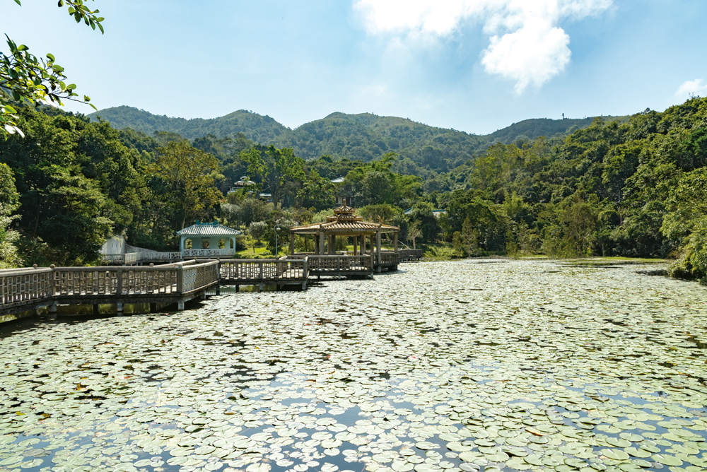 龍仔悟園採用江南式園林布局，人工湖上有九曲橋和亭台。